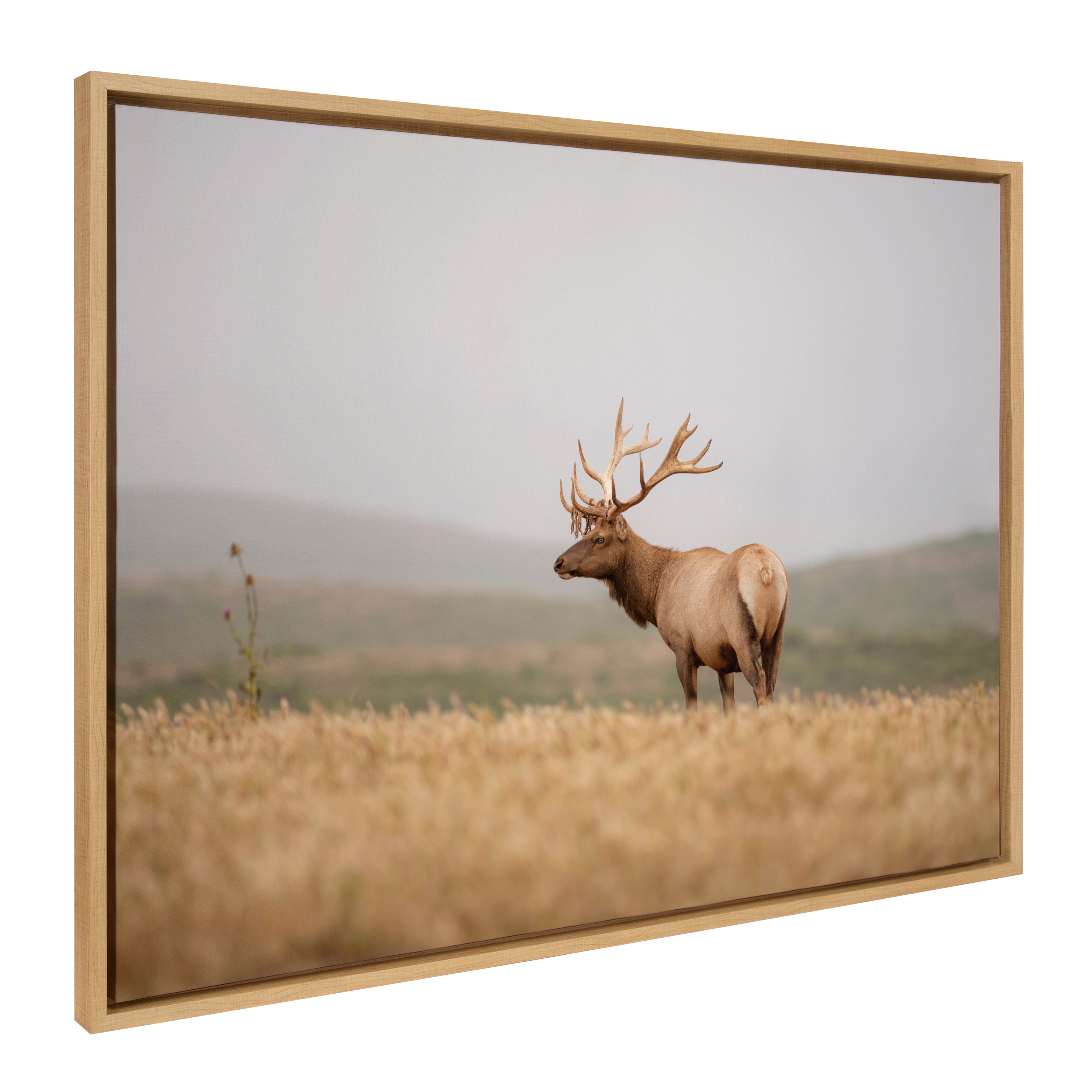 Sylvie Tule Elk No 3 Framed Canvas by kateandlaurel - product image 7 for Resin Society
