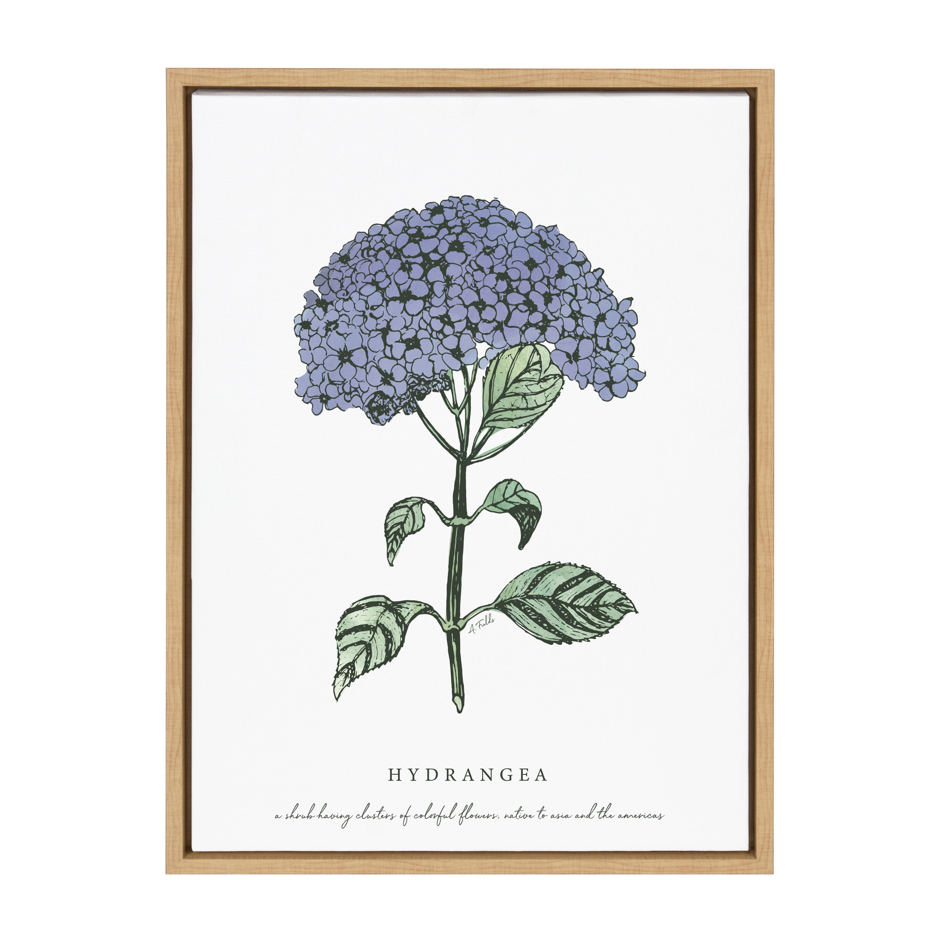 Sylvie Blooming Hydrangea Framed Canvas by kateandlaurel - product image 2 for Resin Society