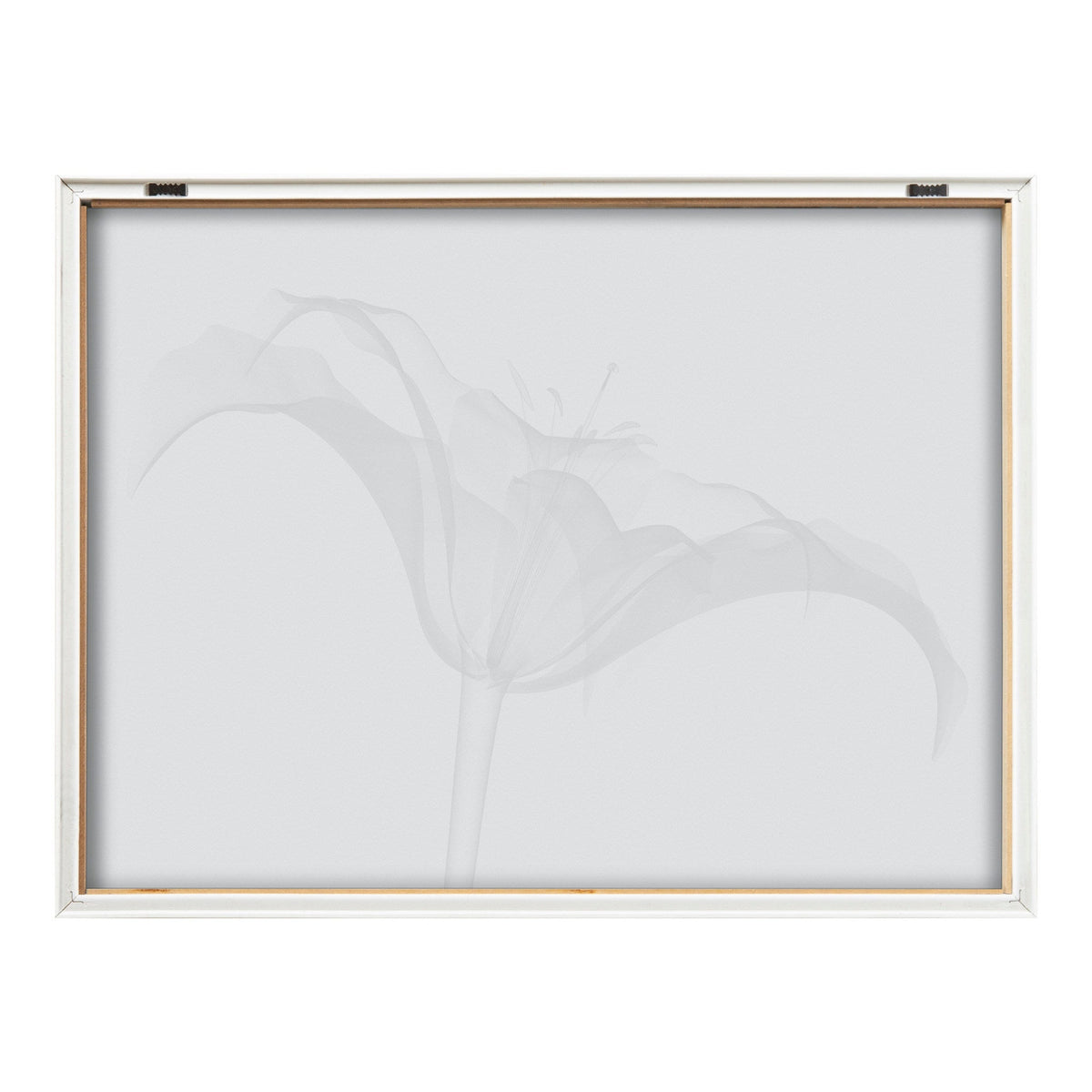 Framed black and white X-ray print of a lily flower, showing delicate translucent petals and stem details against a white background.
