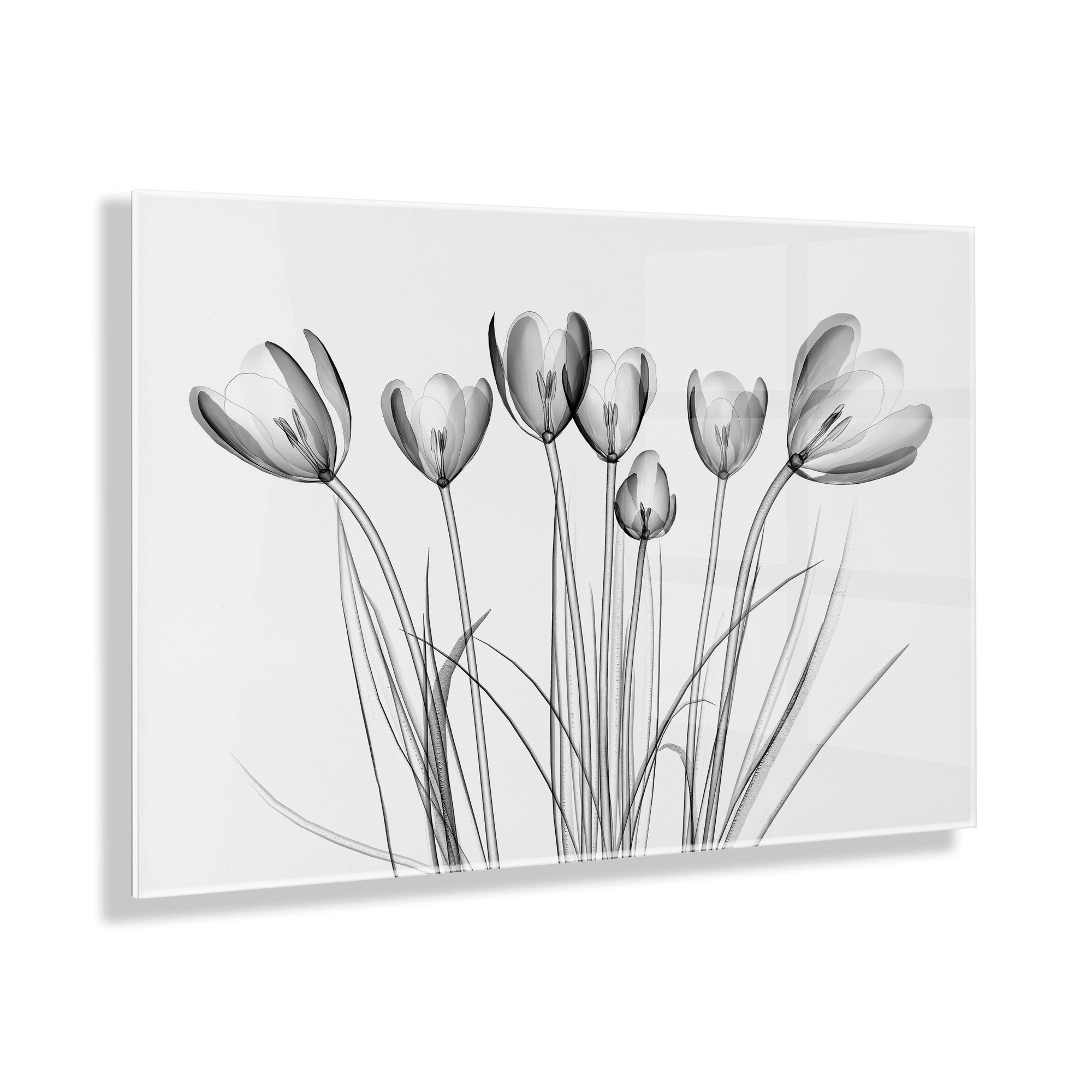 Crocus X Ray Floral Floating Acrylic Art by The Creative Bunch Studio by kateandlaurel - product image 12 for Resin Society