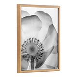 Close-up black and white x-ray style print of a poppy flower showing detailed center with radiating stamens inside a light wood frame.