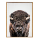 Portrait of a bison facing forward with dark brown fur and curved pale horns, framed in light wood against a plain white background.