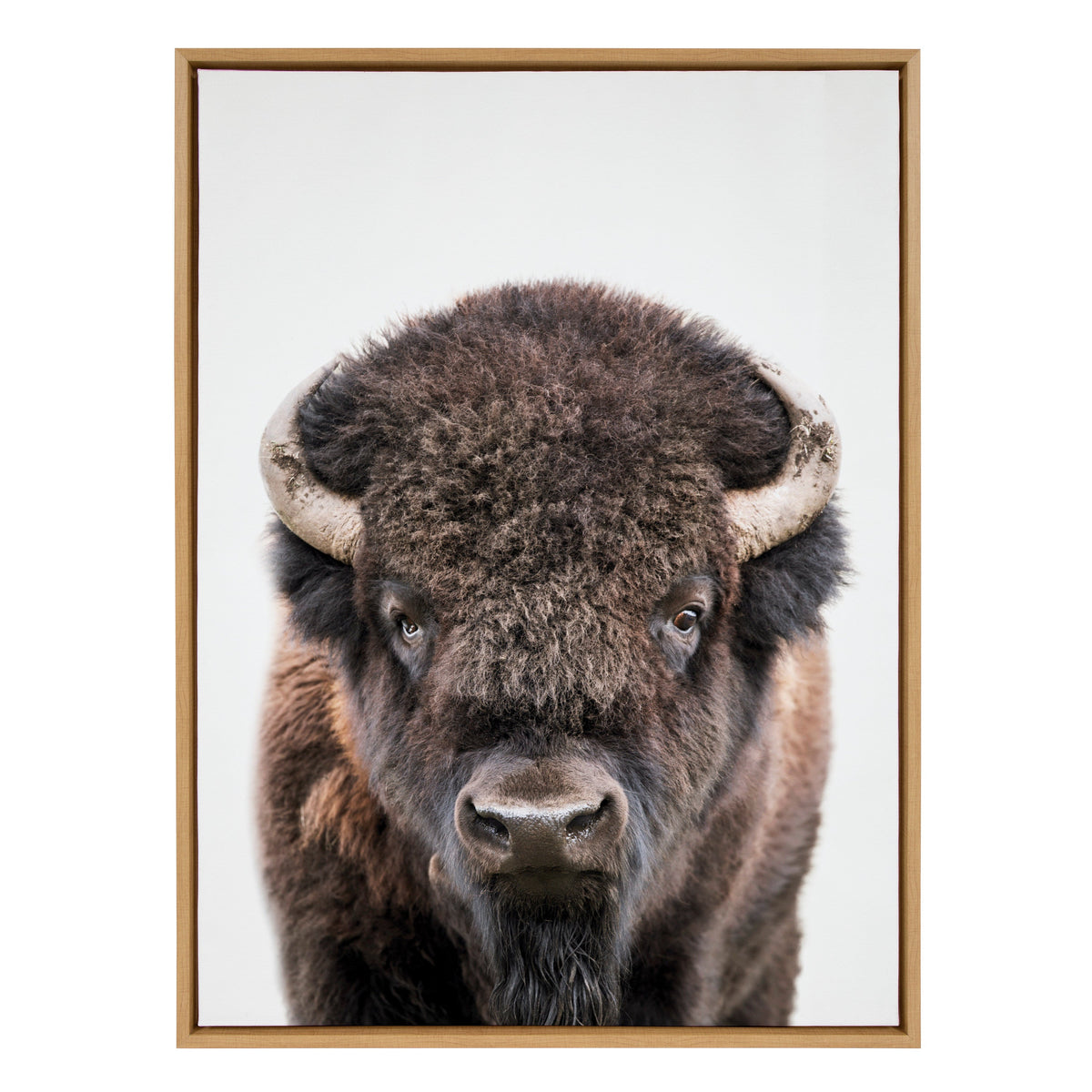 Portrait of a bison facing forward with dark brown fur and curved pale horns, framed in light wood against a plain white background.