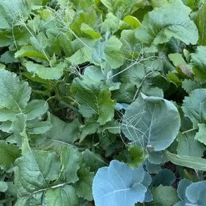 BIG TINE PEAS & TUBERS
