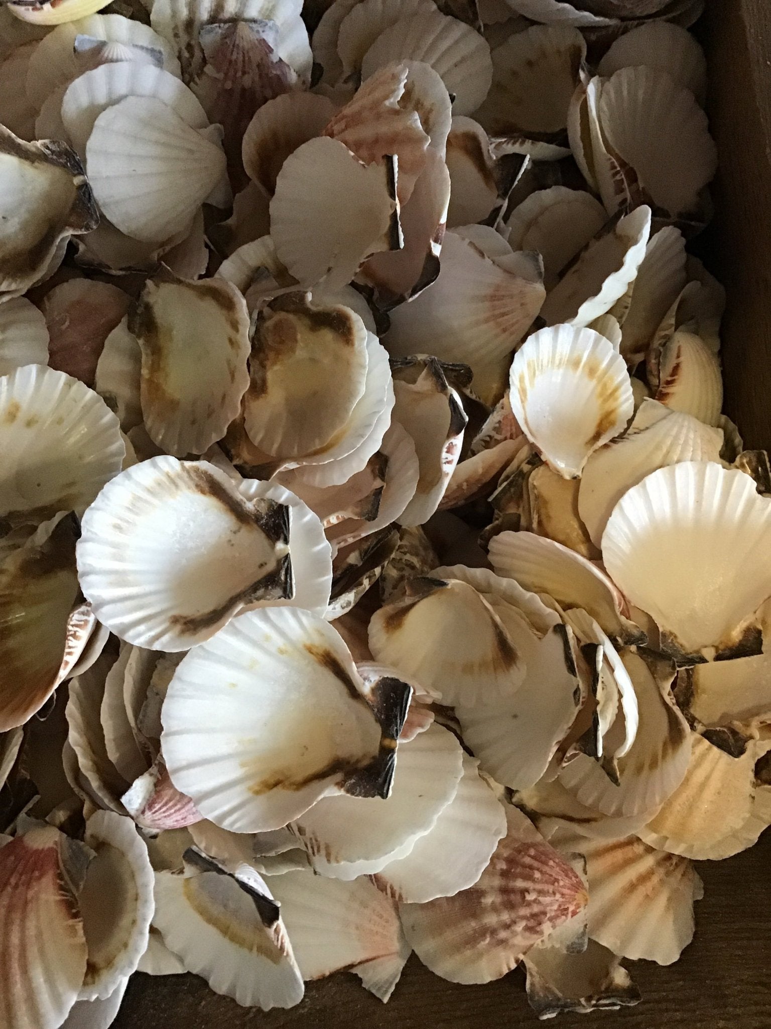White and rosy scallop shells for crafting and decoration
