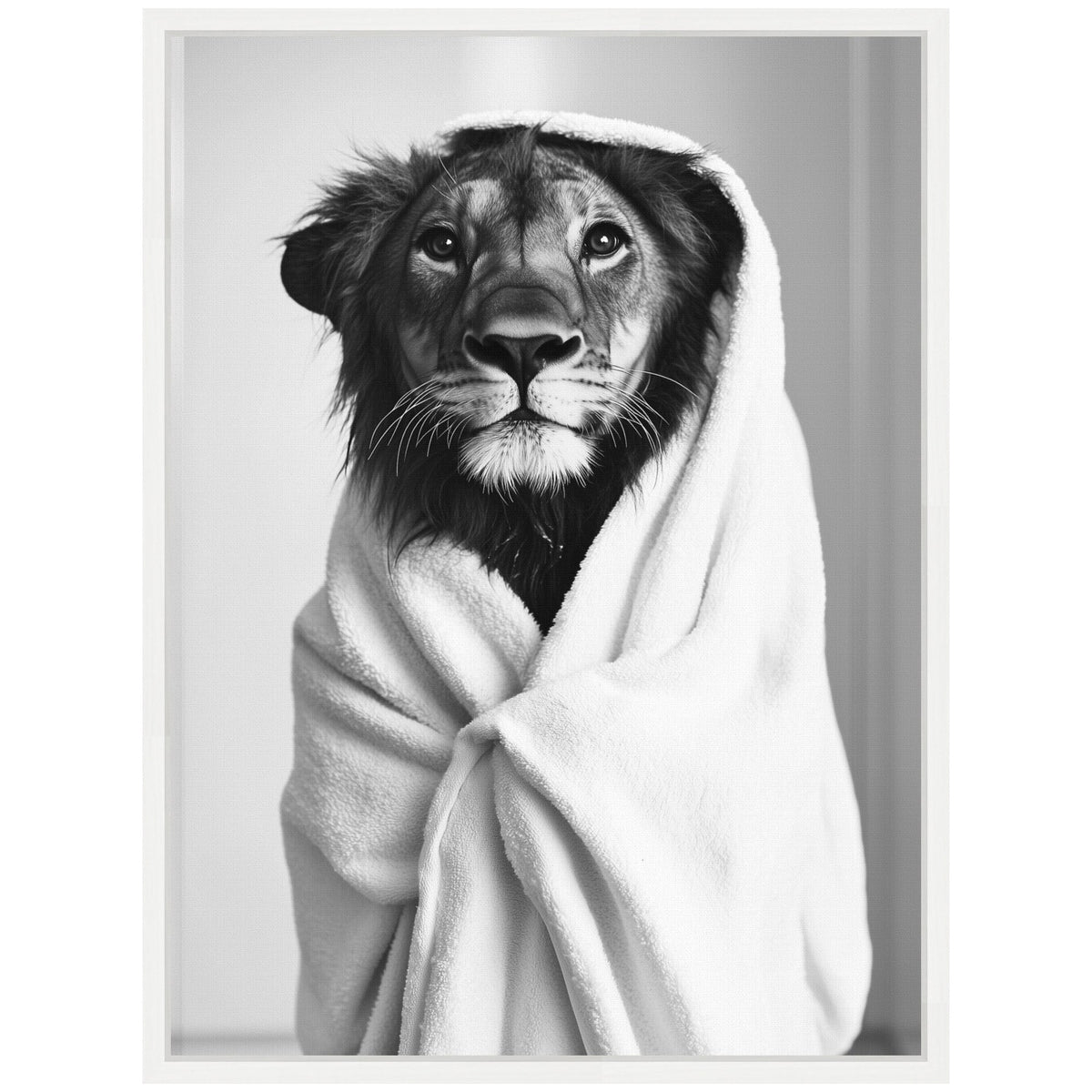 Black and white framed canvas print of a lion wrapped in a white towel resembling a robe, with a neutral blurred background.
