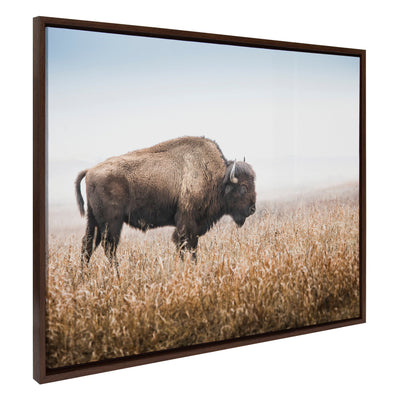 Sylvie American Bison Buffalo in Prairie Grass Framed Canvas by Warren Metcalf
