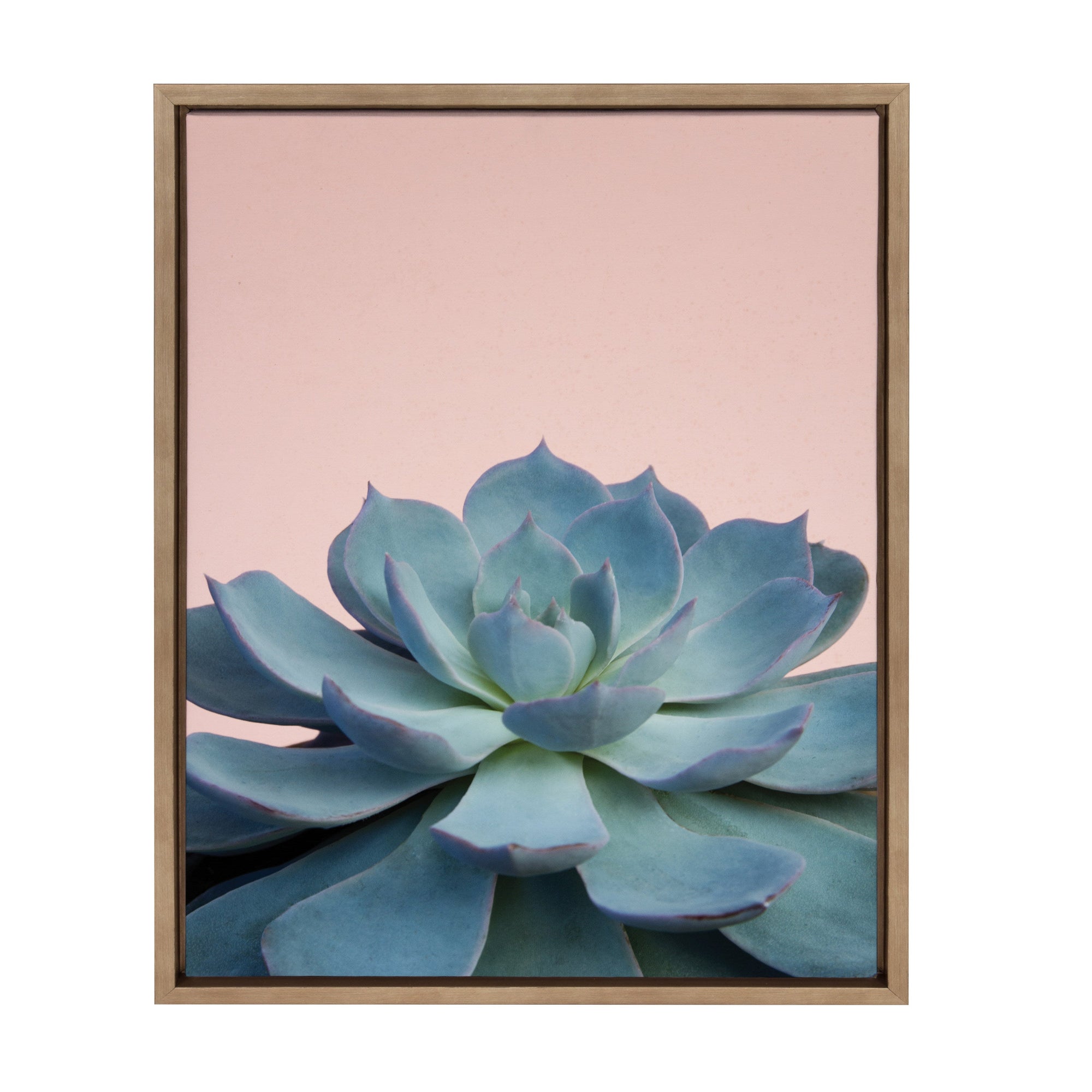Sylvie Succulent 10 Framed Canvas by kateandlaurel - main product image for Resin Society
