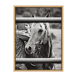 Black and white close-up photo of a saddled horse with a person in a plaid shirt partially visible behind metal bars, framed in wood.
