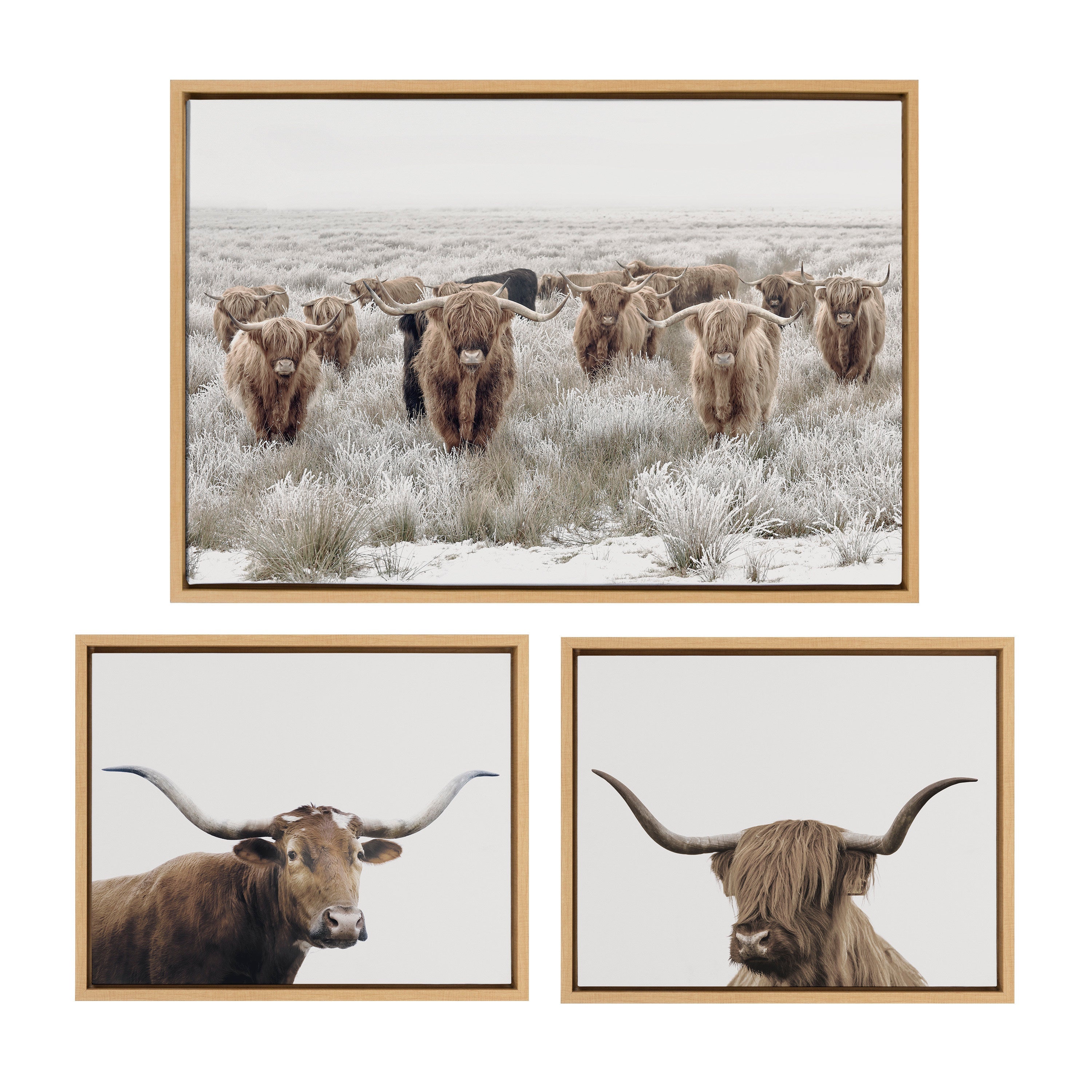 Sylvie Texas Longhorn, Highland Cow Portrait Close Color and Herd of Highland Cows Color Framed Canvas Art Set