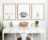 Sylvie Baby Goat Framed Canvas by Simon Te Tai by kateandlaurel - product image 18 for Resin Society