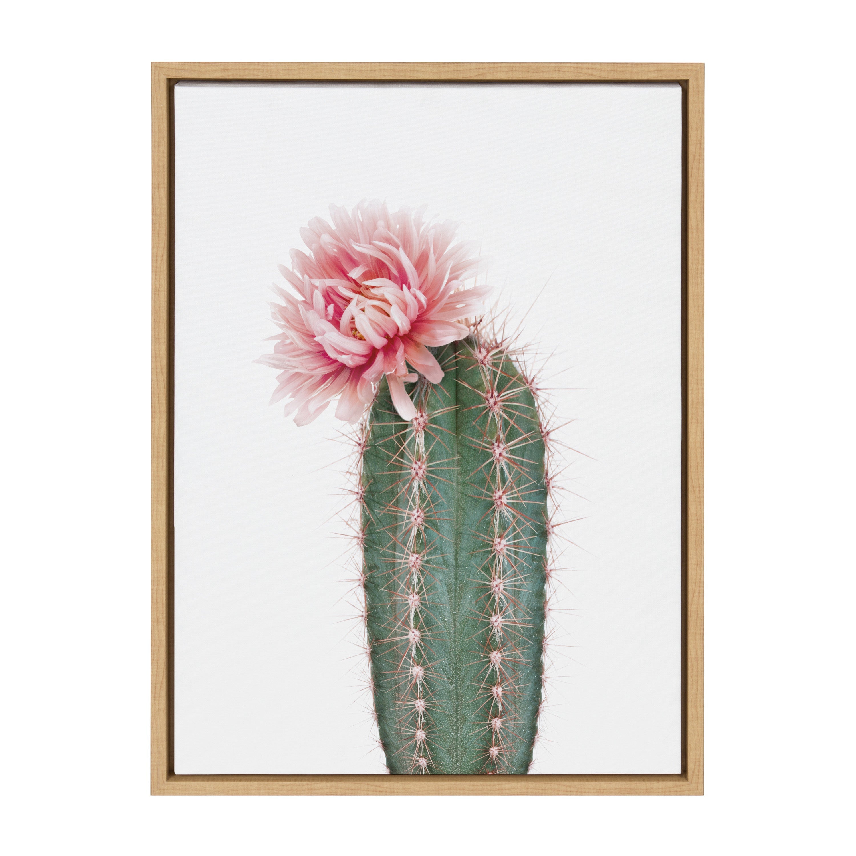 Sylvie Pink Cactus Flower Framed Canvas by Amy Peterson Art Studio