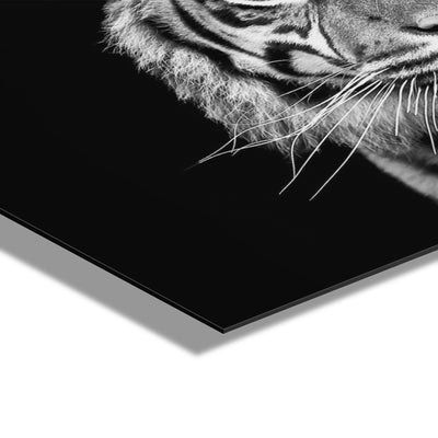 Tiger Minimalist Animal Portrait on Black Close Crop Floating Acrylic by kateandlaurel - product image 3 for Resin Society