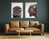 Two framed bison portraits above a brown leather sofa, one front-facing and one side profile, on a dark green wall with a light wooden coffee table below.