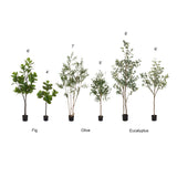 Five artificial trees in black pots arranged by type and height: 6' and 4' Fig, 7' and 5' Olive, and 8' and 6' Eucalyptus with green leaves and thin brown trunks.