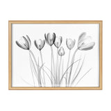 Black and white x-ray style print of eight crocus flowers with delicate stems and translucent petals, framed in light wood against a white background.