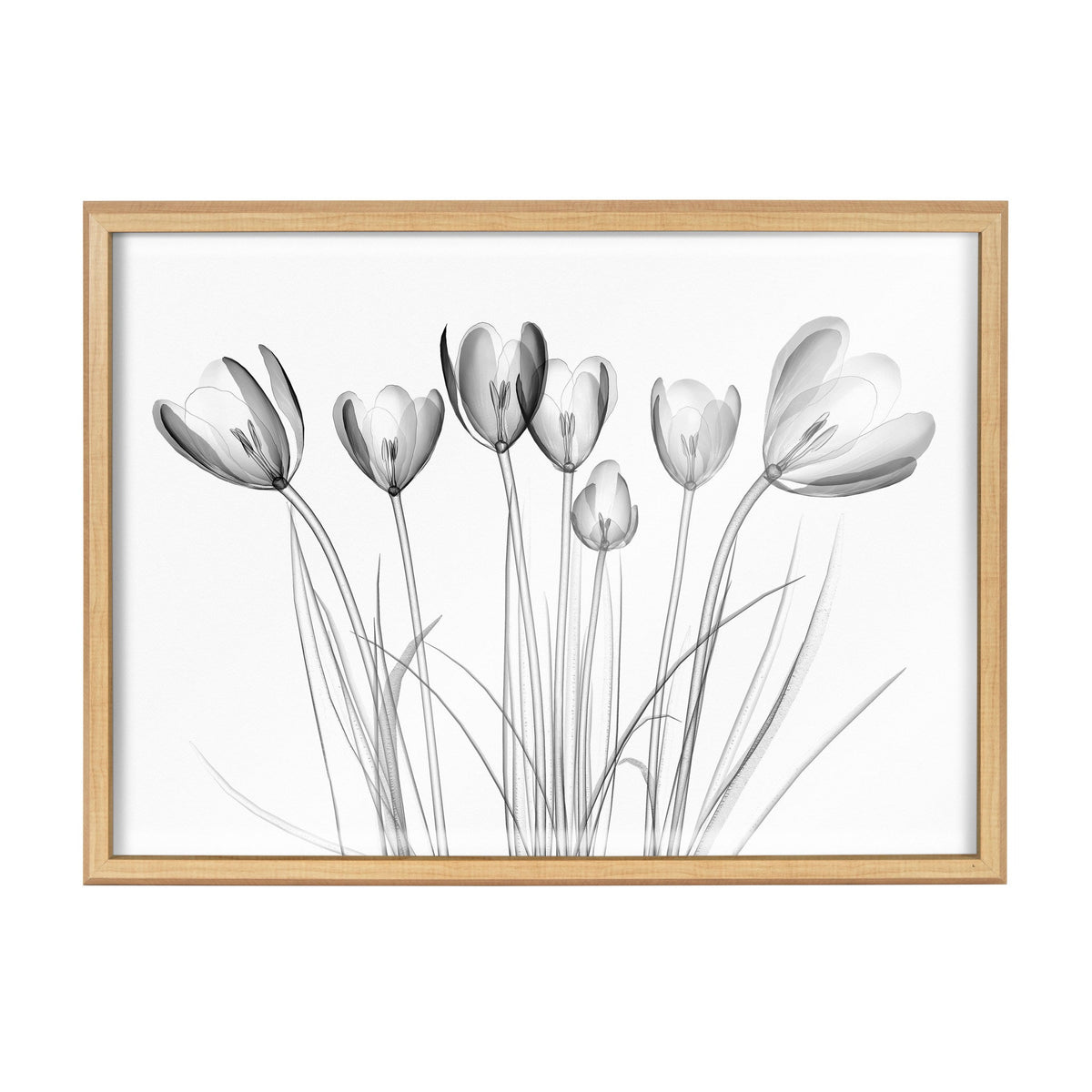 Black and white x-ray style print of eight crocus flowers with delicate stems and translucent petals, framed in light wood against a white background.
