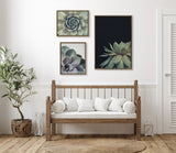 Sylvie Succulent Framed Canvas Set by Emiko and Mark Franzen of F2Images by kateandlaurel - product image 6 for Resin Society