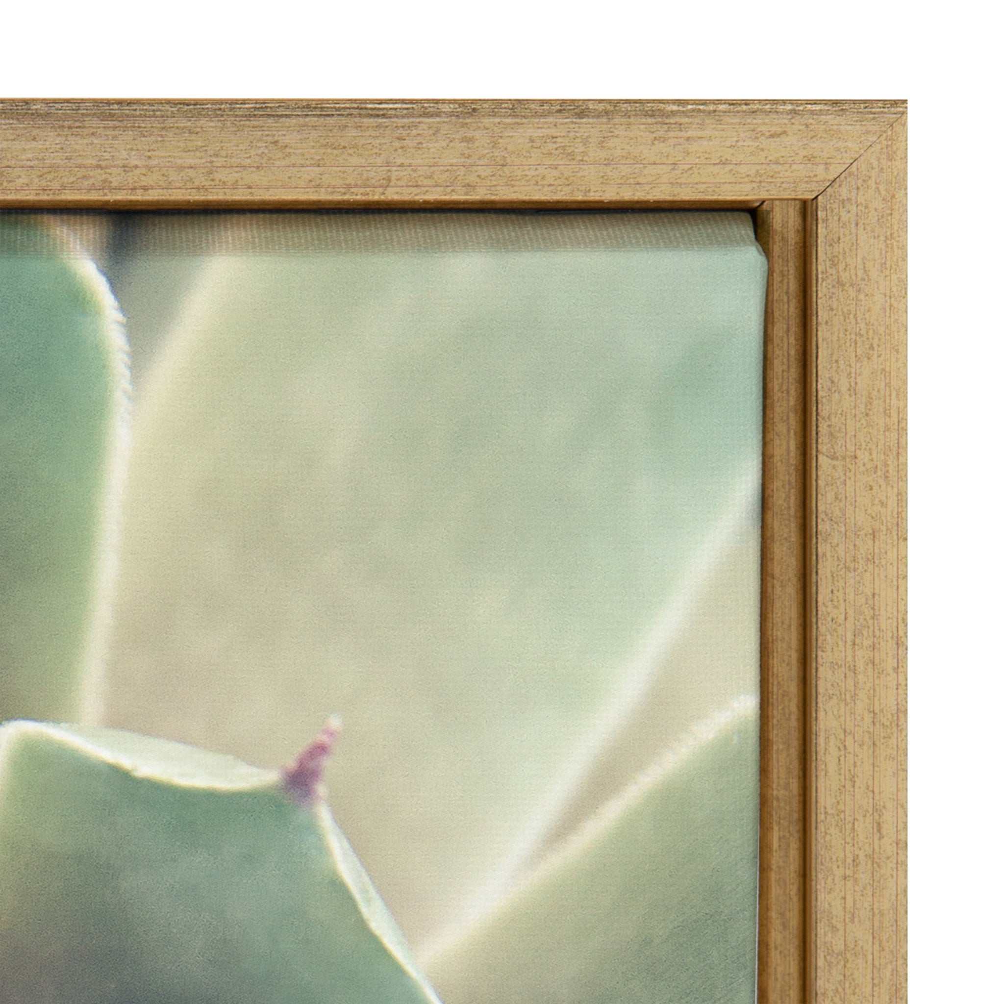 Sylvie Succulent 1 Framed Canvas by kateandlaurel - product image 3 for Resin Society