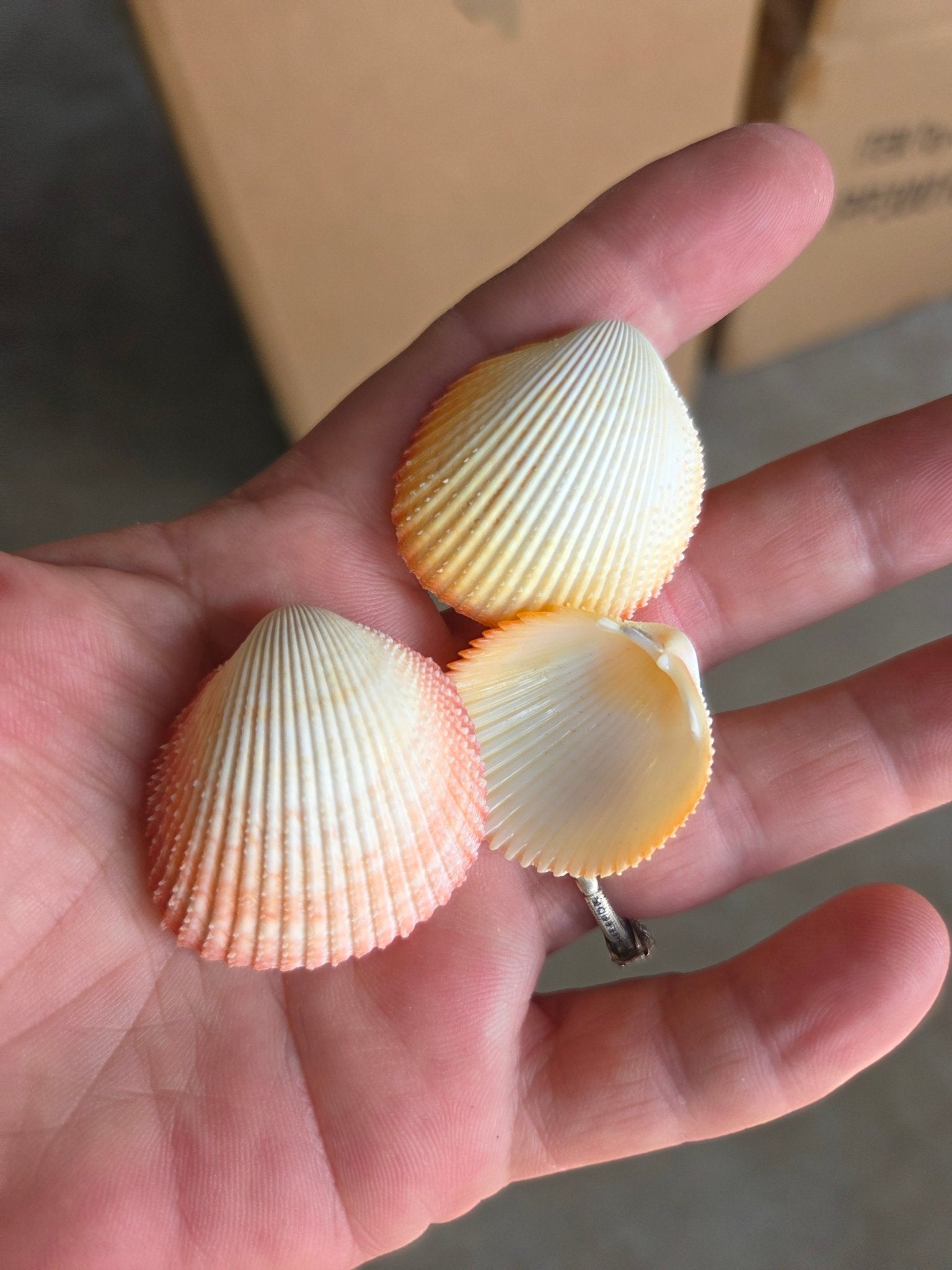 Yellow Prickly Cockle Shell with pink and yellow tones, approximately 1 to 1.5 inches