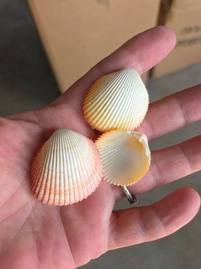 Yellow Prickly Cockle Shell with pink and yellow tones, approximately 1 to 1.5 inches