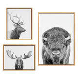 Three framed black and white canvas prints showing a bison portrait, a stag profile, and a moose