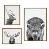 Three framed black and white canvas art portraits featuring a stag profile, a moose head-on, and a front-facing bison with detailed fur textures.