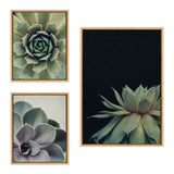 Sylvie Succulent Framed Canvas Set by Emiko and Mark Franzen of F2Images by kateandlaurel - product image 8 for Resin Society