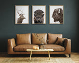 Three framed animal profile prints above a brown leather sofa against a dark gray wall, showing a deer, front-facing bison, and bison head in side view.