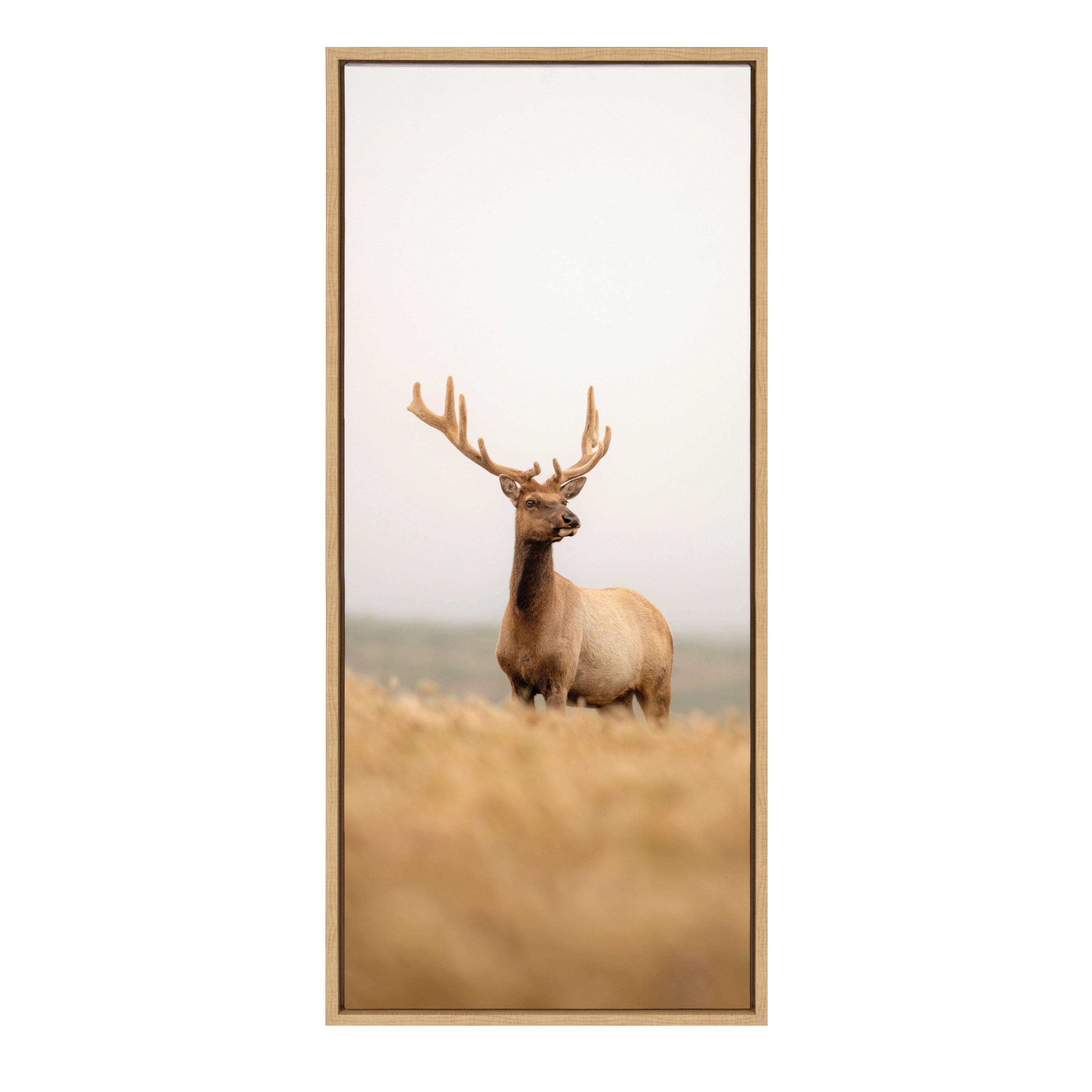 Sylvie Tule Elk No 6 Framed Canvas by kateandlaurel - product image 2 for Resin Society