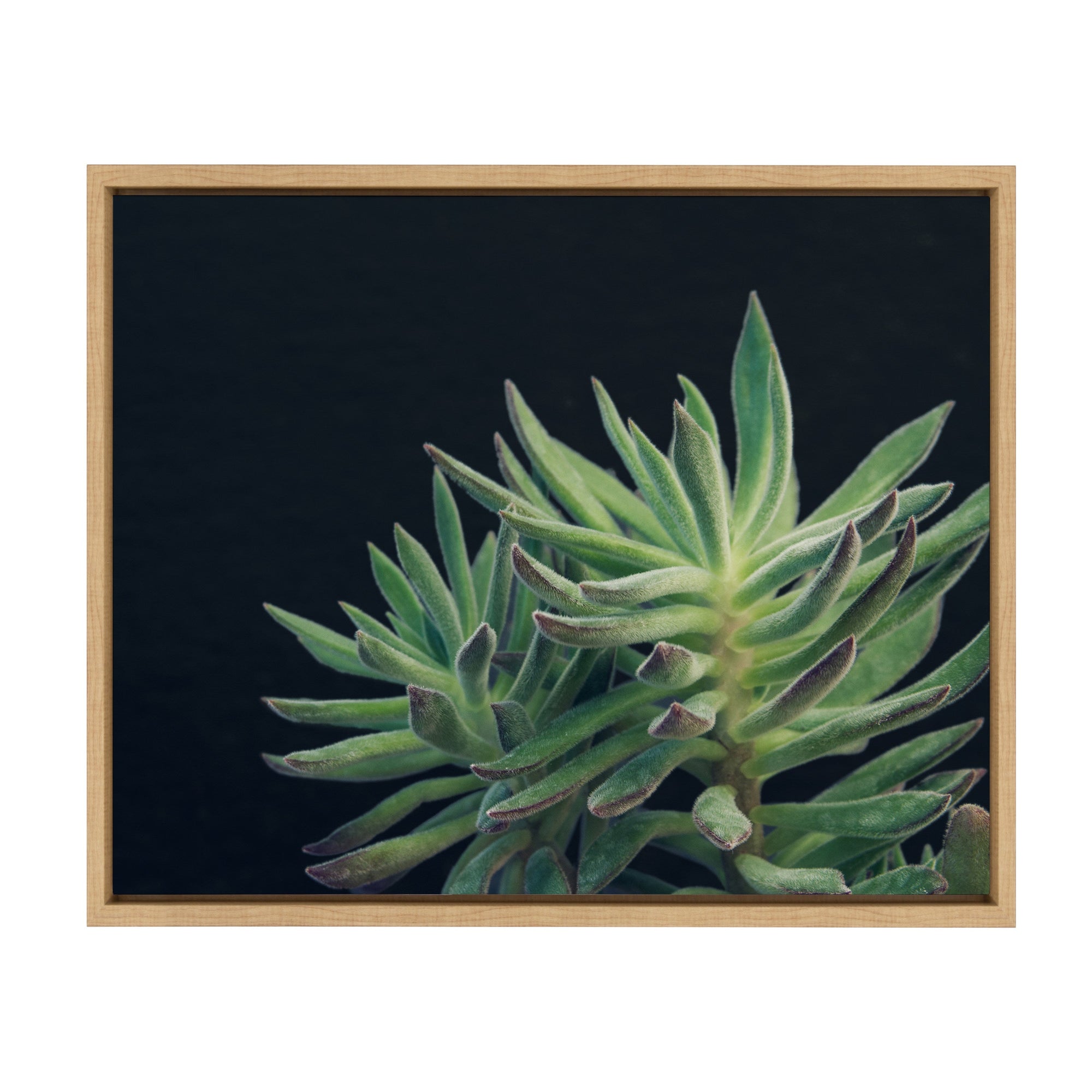 Sylvie Succulent 13 Framed Canvas by kateandlaurel - product image 7 for Resin Society