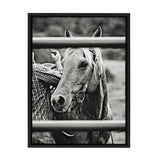 Black and white photo of a horse with bridle standing behind horizontal metal bars, a person adjusting the saddle in the background wearing a checkered shirt.