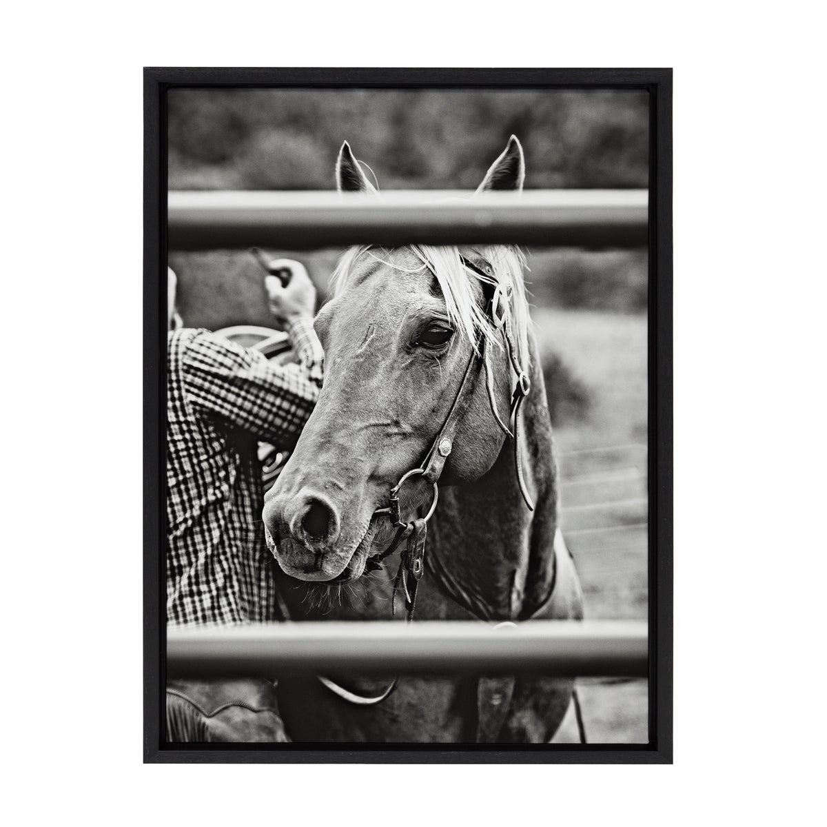 Black and white photo of a horse with bridle standing behind horizontal metal bars, a person adjusting the saddle in the background wearing a checkered shirt.