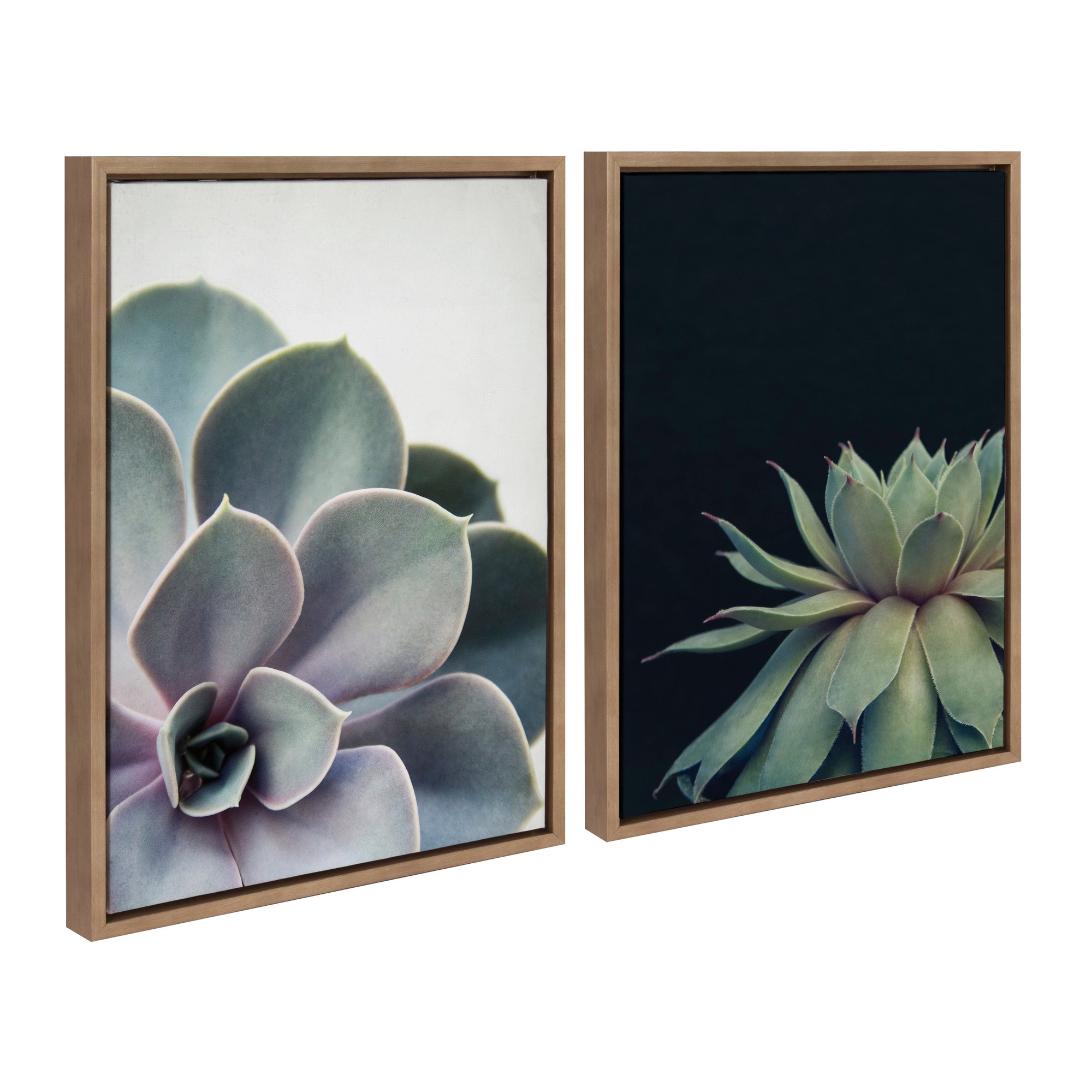 Sylvie Succulent 5 and Succulent 8 Framed Canvas by kateandlaurel - product image 7 for Resin Society